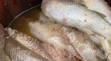 فئات طبية محددة يمنع عليها تناول الفسيخ والأسماك المملحة خلال عيد الفطر